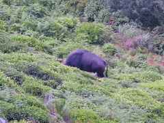 Bos gaurus