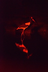 Ephippiorhynchus senegalensis