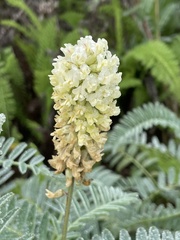 Astragalus pycnostachyus