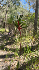 Anigozanthos manglesii