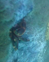 Pachygrapsus crassipes