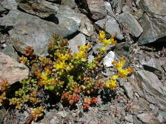 Sedum divergens