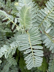 Astragalus pycnostachyus