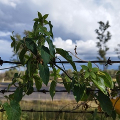 Gonolobus grandiflorus