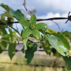 Gonolobus grandiflorus