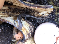 Lampropholis delicata