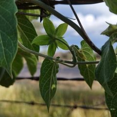 Gonolobus grandiflorus