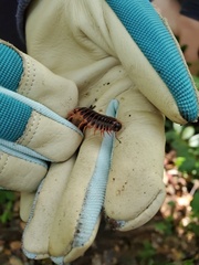 Pseudopolydesmus canadensis