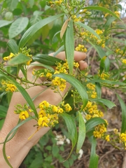 Daviesia arborea
