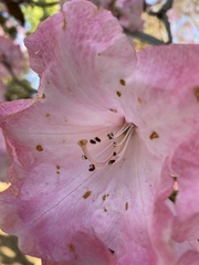 Caeciliusidae