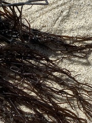 Gracilariopsis