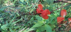 Erythrina breviflora