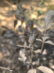 Baptisia nuttalliana