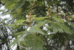 Leucaena esculenta