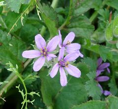 Erodium moschatum