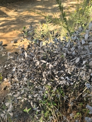 Baptisia nuttalliana