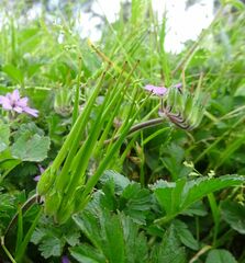 Erodium moschatum