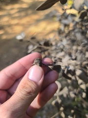Baptisia nuttalliana