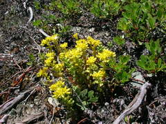 Sedum divergens