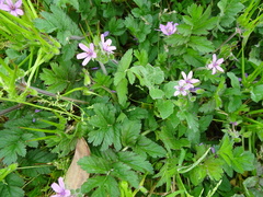 Erodium moschatum