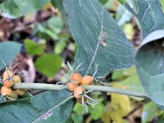 Triosteum perfoliatum