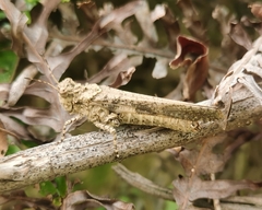 Trilophidia annulata