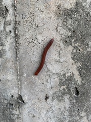 Trigoniulus corallinus