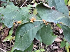 Triosteum perfoliatum