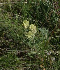 Oxytropis pilosa