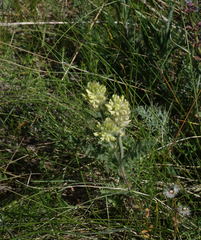 Oxytropis pilosa