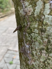Tineoidea