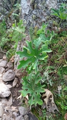 Psacalium peltatum