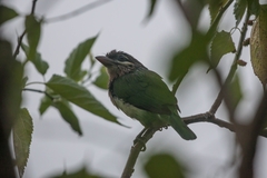 Psilopogon viridis