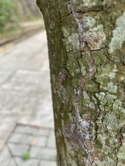 Tineoidea