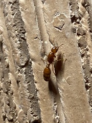 Solenopsis amblychila