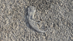 Chamaeleo chamaeleon