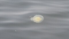 Phacellophora camtschatica