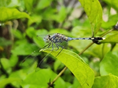 Diplacodes trivialis