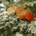 Tremella lutescens - Photo (c) dutchbaby, some rights reserved (CC BY-NC-ND), uploaded by dutchbaby