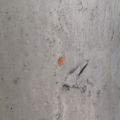 Insecta