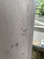 Insecta