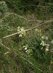 Onosma simplicissima