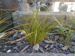 Carex testacea