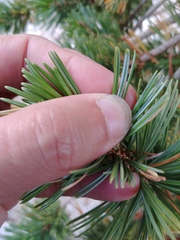 Pinus balfouriana austrina