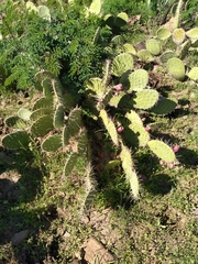 Opuntia dulcis
