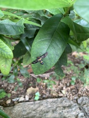 Syntomoides imaon