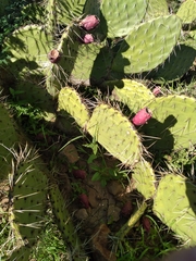 Opuntia dulcis