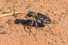 Cicindela tranquebarica