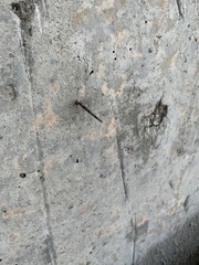 Tineoidea