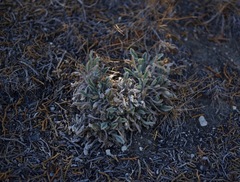 Oreocarya interrupta